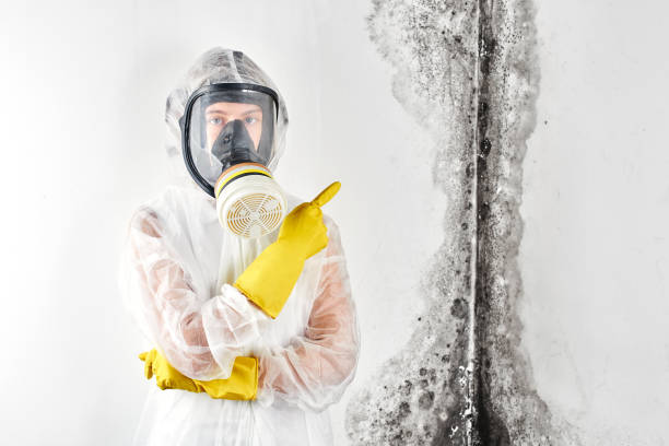 Best Asbestos and Lead Testing During Mold Inspection  in Shell Valley, ND